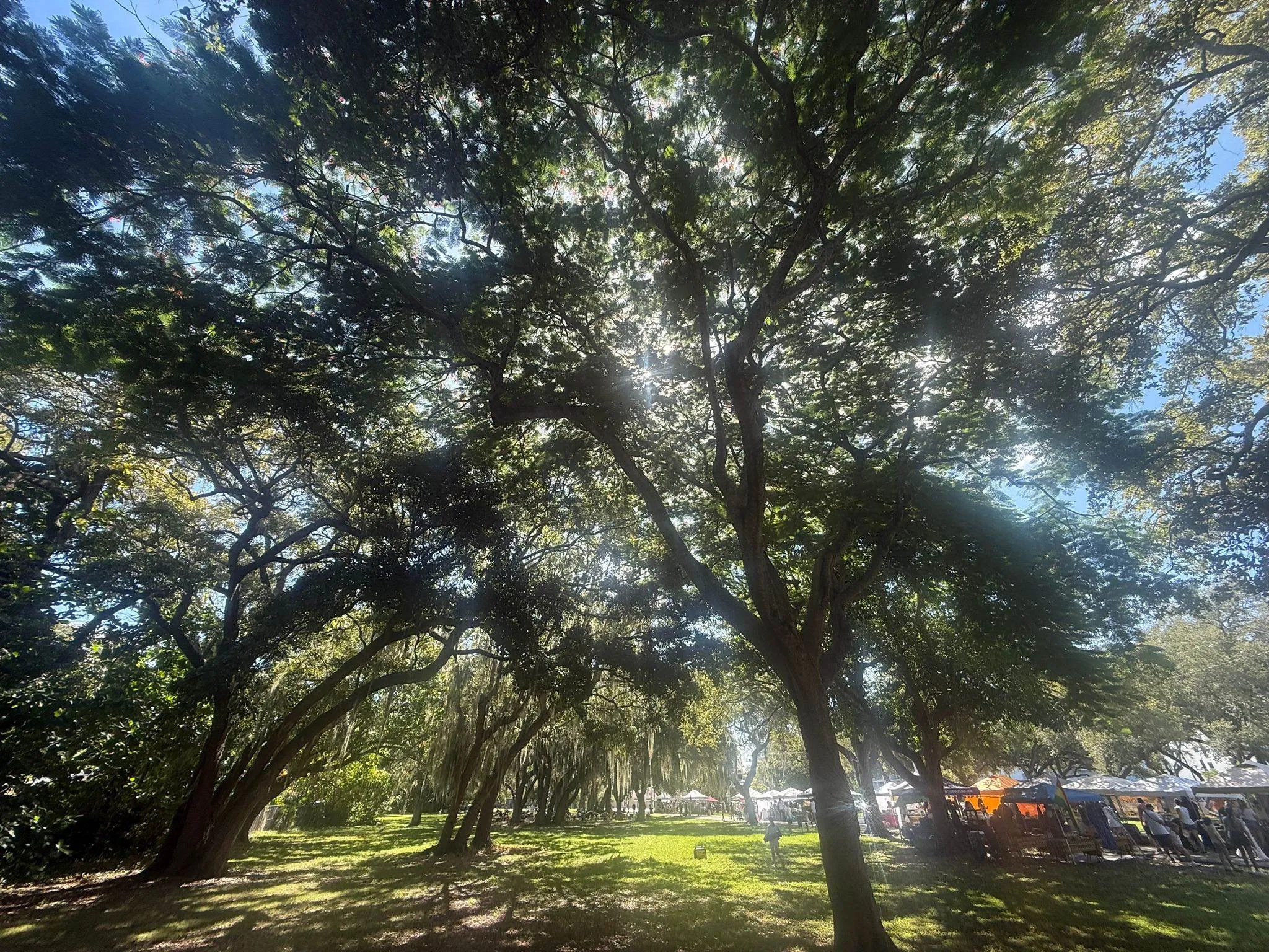 View of Legion Park’s banyan trees and Biscayne Bay shoreline